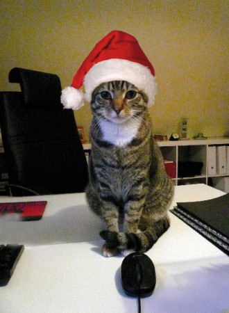 Nicht ohne meine Katze