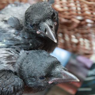 Hackine y los dos cuervos