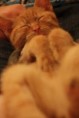 /album/unser-neuer-praxiskater/img-5837-jpg/