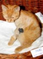 /album/unser-neuer-praxiskater/img-5632-jpg/