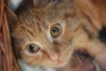/album/unser-neuer-praxiskater/img-5680-jpg/
