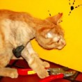 /album/unser-neuer-praxiskater/img-5681-jpg/