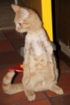 /album/unser-neuer-praxiskater/img-5688-jpg/