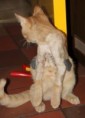 /album/unser-neuer-praxiskater/img-5689-1-jpg/
