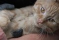 /album/unser-neuer-praxiskater/img-6455-jpg/
