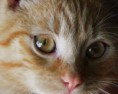 /album/unser-neuer-praxiskater/img-6467-jpg/