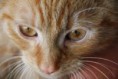 /album/unser-neuer-praxiskater/img-6471-jpg/